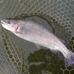 大安トラウトレイク 釣果